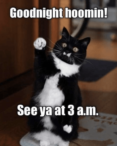 cat-goodnight-hoomin-see-ya-at-3-m