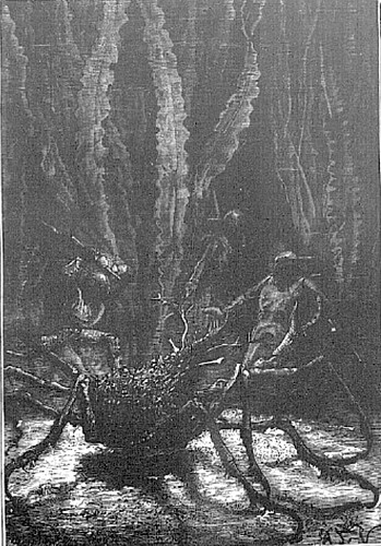 Une araignée de mer