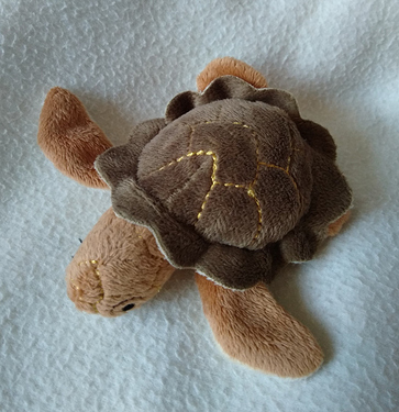 tortue