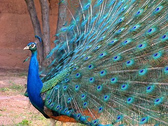 peacock-921044_960_720